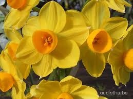 Narcissus tazetta flower12.jpg